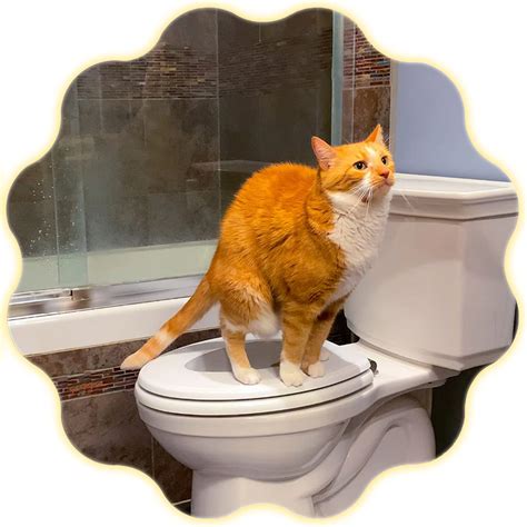 litter box toilet training cats