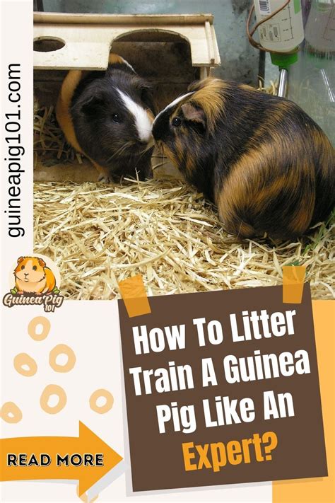Litter Box Train Pig