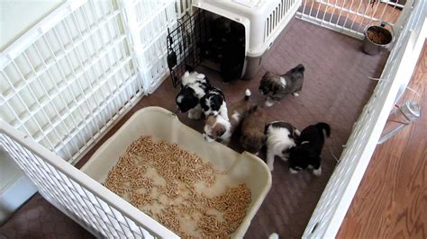 litter box trained puppies for sale