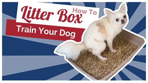 litter box training a big dog