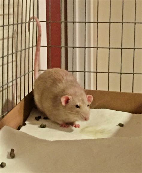 litter box training a pet rat