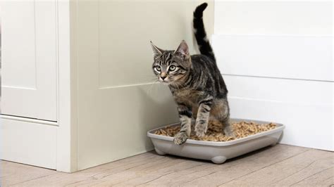 litter box training for older cats