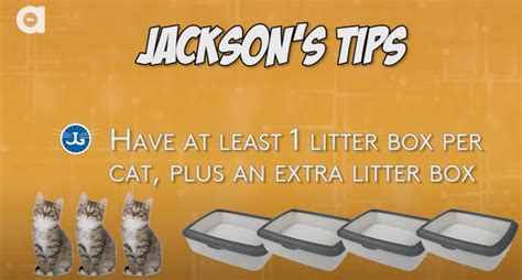 Litter Box Tricks And Tips