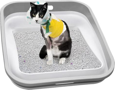 Litter Boxes For Aging Cats