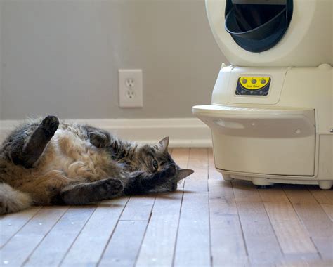 Litter Robot Stuck On Cat Sensor Interrupt