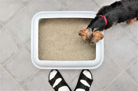 litter tray training for dogs