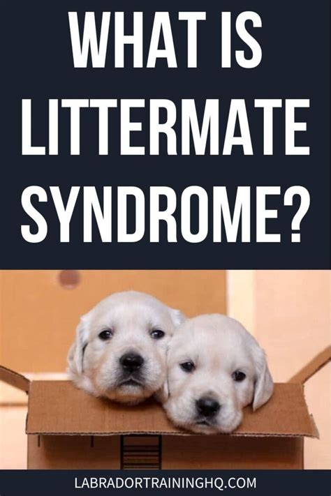 Littermate Syndrome Attack