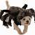 little dog with spider costume