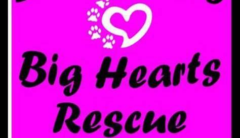 Help Little Paws Big Hearts om diere kos te gee – Ridge Times