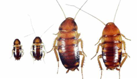 Little Roaches In Apartment Cockroaches Your ? Here’s What To Do Forbes