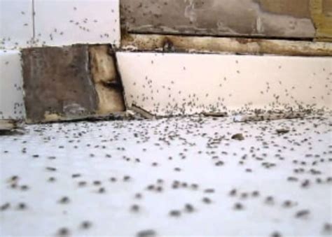 little ants in bathroom wall