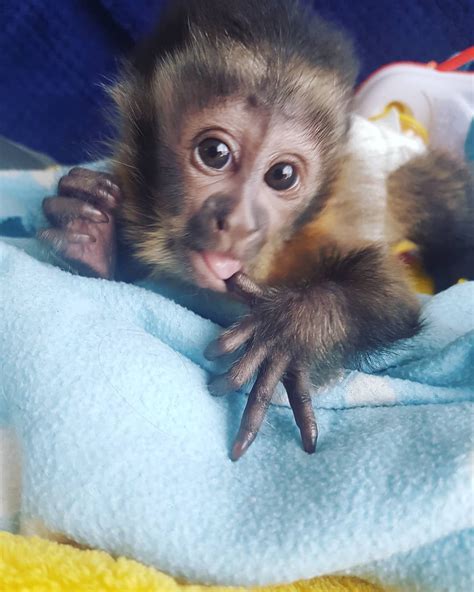 little baby monkeys for sale