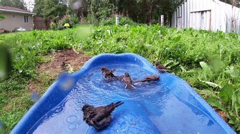 little bird pool services