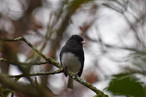 little black bird with white belly