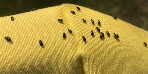 little black bug in rug
