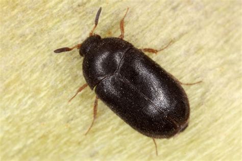 little black bugs carpet beetles