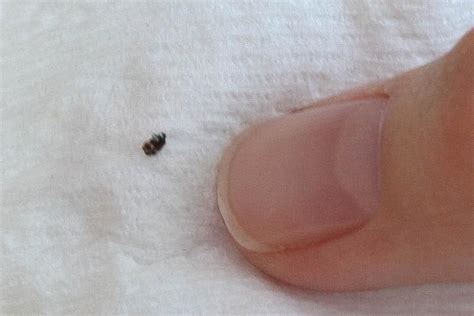little black bugs in carpet that bite