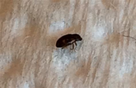little black bugs in carpet