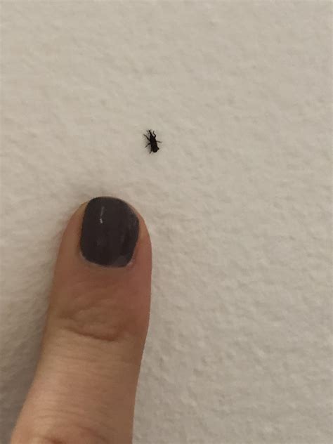 little black bugs in new build apartment with hardwood floors