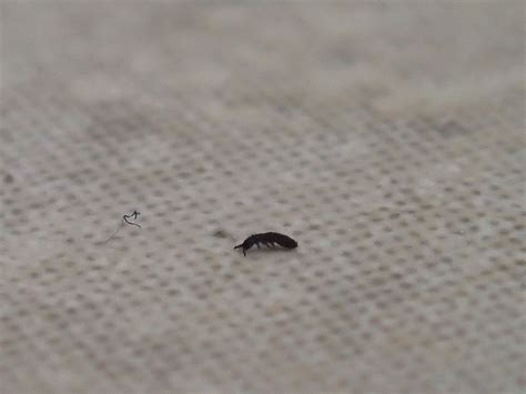 little black bugs on kitchen floor and carpet