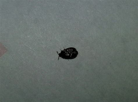 little black bugs on kitchen floor