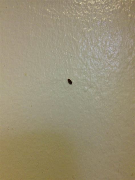 little black bugs on kitchen floor