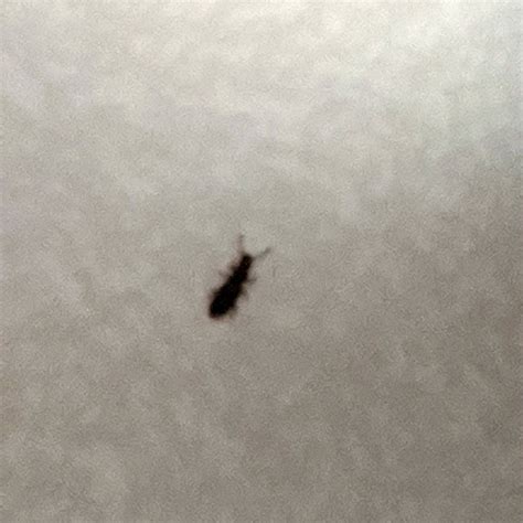little black bugs on my kitchen floor