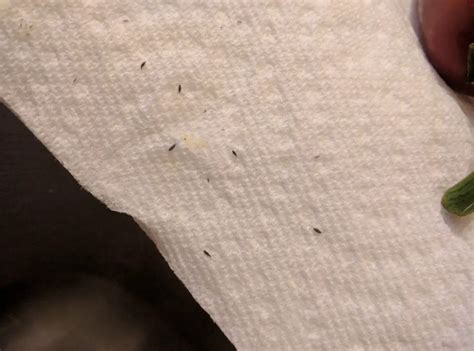 little black bugs on my kitchen floor