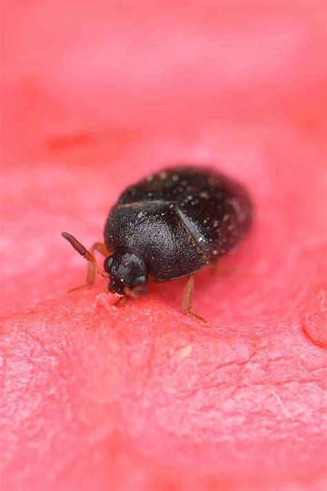 little black carpet beetle