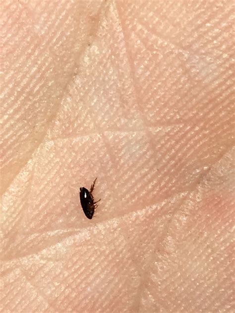 little black jumping bugs in carpet