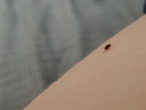 little black jumping bugs in carpet