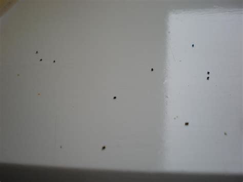 little black specks on floor