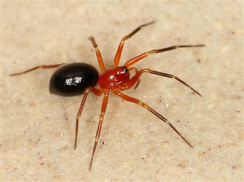 little black spider with red legs