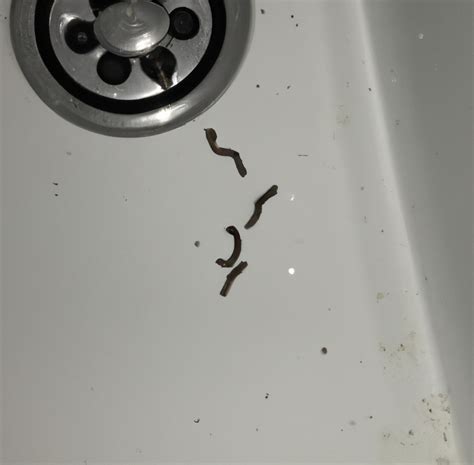 little black worms in bathroom sink