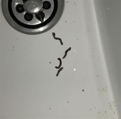 little black worms in shower door