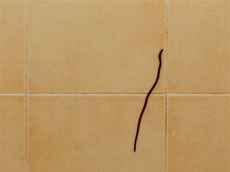little black worms shower floor