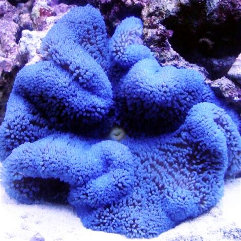little blue haddon s carpet anemone