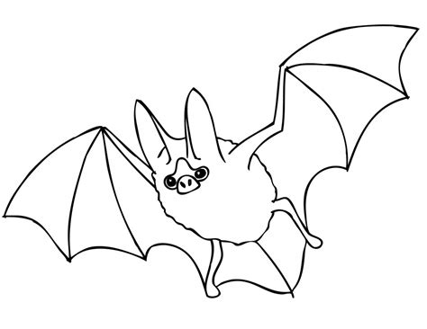 little brown bat coloring pages