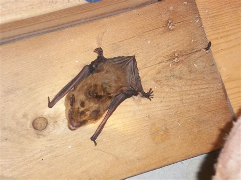 little brown bats in my attic