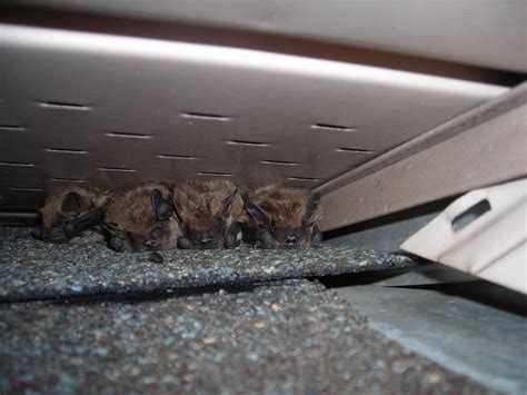 little brown bats in my attic