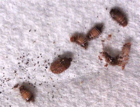 little brown bugs in carpet