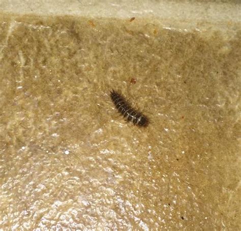 little brown gray worm with legs carpet beetle