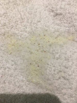 little brown specks on floor