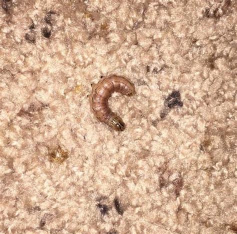 little brown worm in carpet