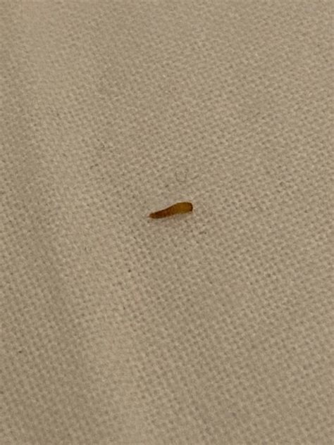 little brown worm in carpet