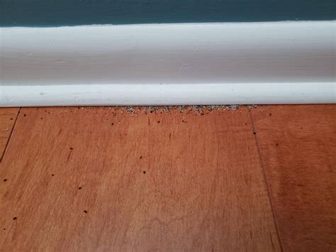 little bugs between baseboard and floor