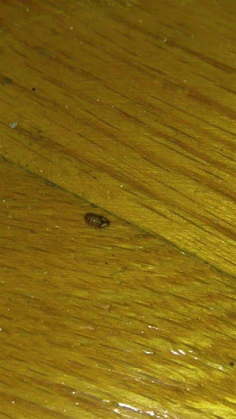 little bugs between baseboard and floor