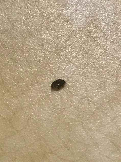 little bugs i find on carpet
