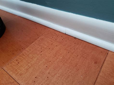 little bugs in hardwood floor