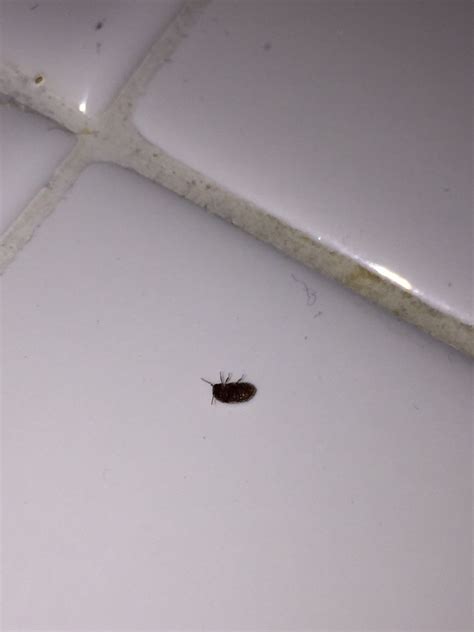 little bugs in my kitchen cupboards